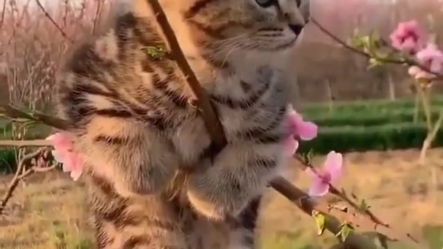 flowery kitten