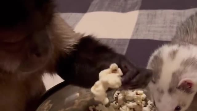come have popcorn tonight with me!!