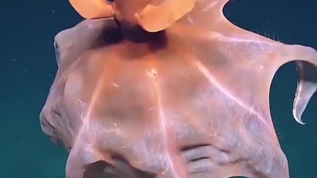 Octopus Wow