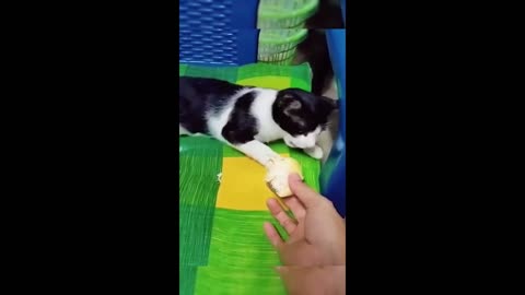 Laugh Out Loud with These Crazy Cats & Dogs! - Part 23