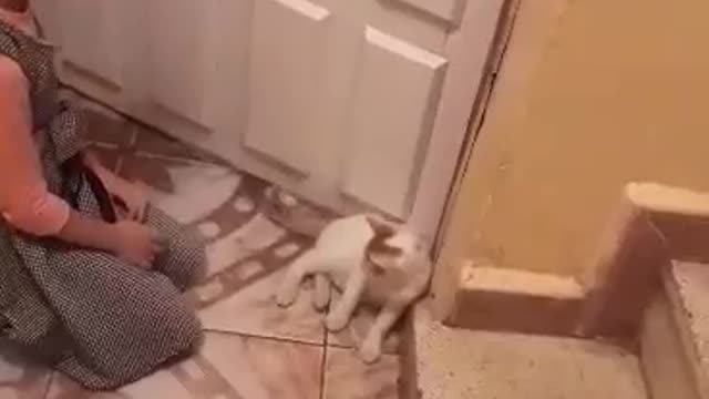 Beautiful funny kitty