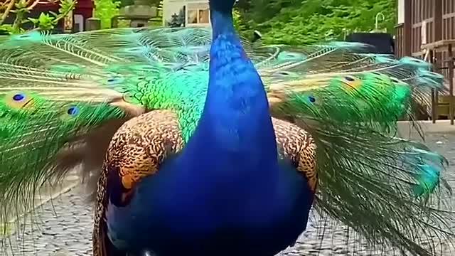 The peacocks roost in nearby shrubs.