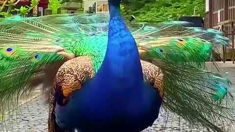 The peacocks roost in nearby shrubs.