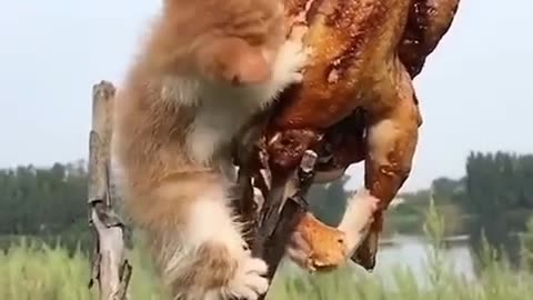 Cat eating chicken (13)