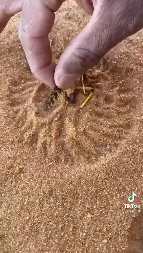 Locusts in the sand