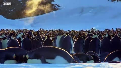 Baby Penguin Tries To Make Friends | Snow Chick: A Penguin's Tale | BBC Earth