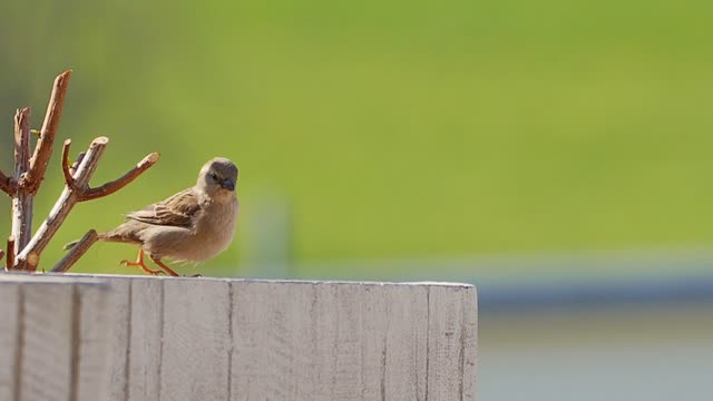 A bird jumps and has fun a lot