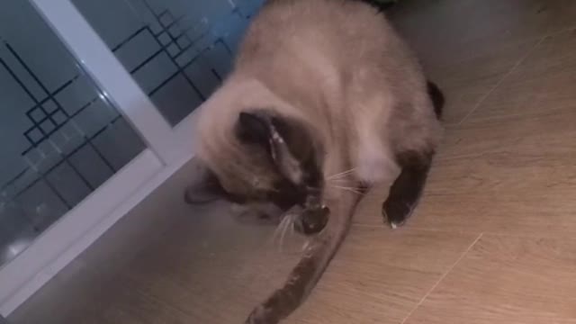 I'm feeling the cat drug.
