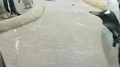 Funny Animal Videos