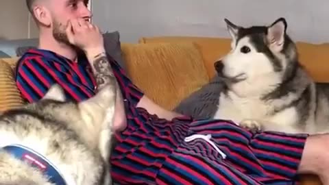 funny dogs