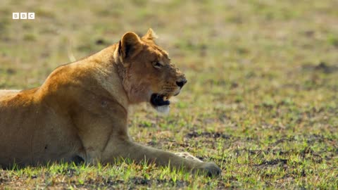 Lion Cubs vs Buffalo Herd Will they escape BBC Earth