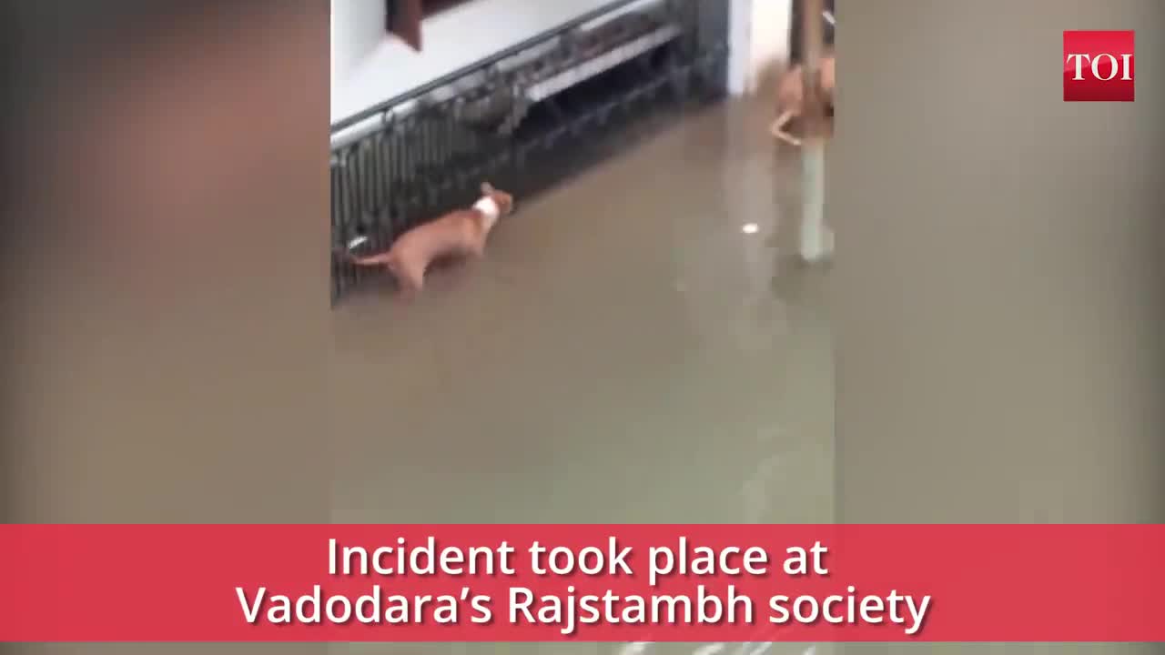 Vadodara rains- When a crocodile almost made a m