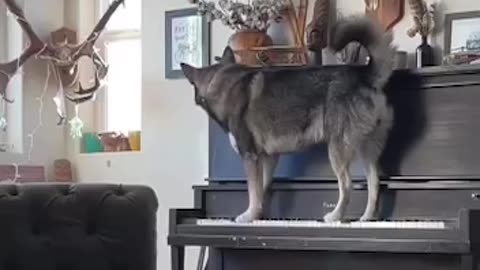 🐶🐕 💕 🎶