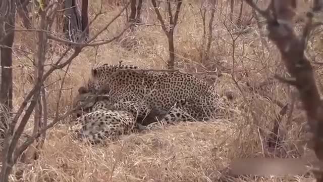 Leopard kills Cheetah