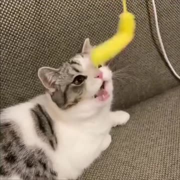 Cats Being Derps #funnycats #catcomedy