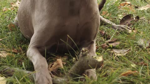 Dog with Wooden Stick Looks Around