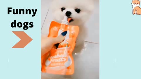 Funny dogs