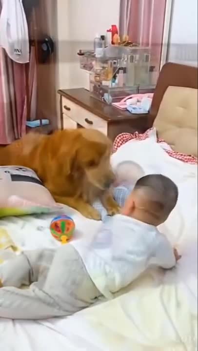 Dog protecting baby