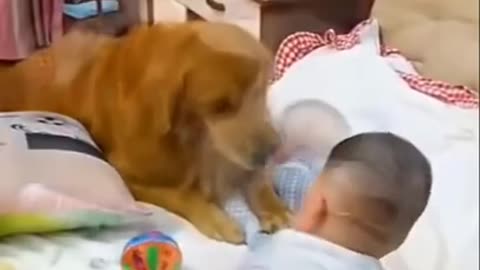 Dog protecting baby