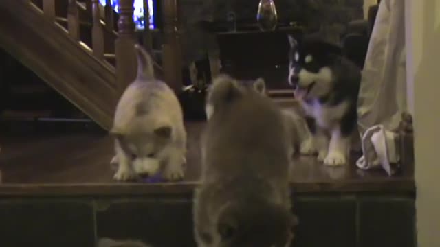 Alaskan Malamute Puppies (6weeks old) pt2.