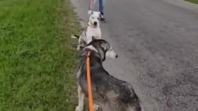 #24 male blue merle #35 female husky April2022