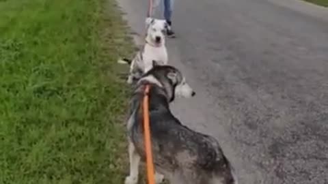 #24 male blue merle #35 female husky April2022