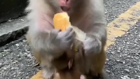 Cute baby animals - 🐒 Cute Baby🙉 Monkey🐵