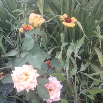 Flowers in the garden