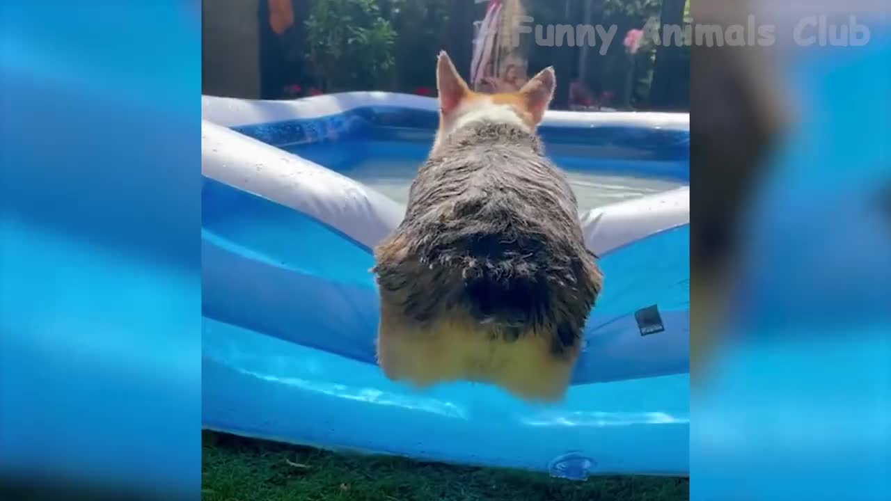 Funny Animal Videos 2022 😂 - Best Dogs and Cats Videos 😺😍