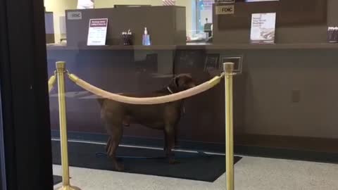 Large brown dog jumps up at office window