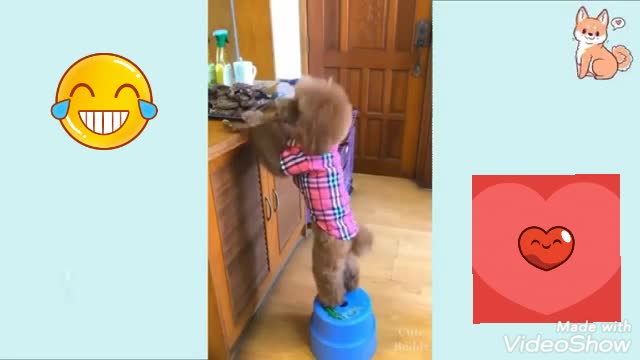 Dog and cat smart video, cute poppy, funny cat, funny animal video,cute dog,funny dog, smart dog