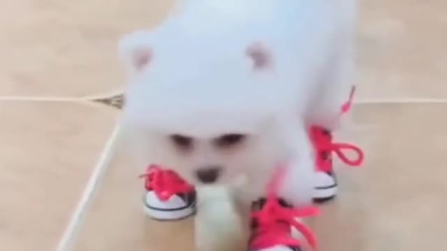 CUTE ANIMALS THAT WILL SHOCK YOU 😮