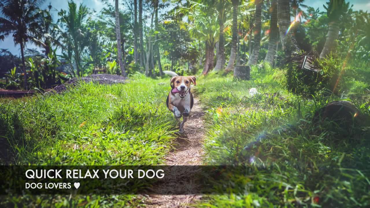 RELAX YOUR DOG QUICKLY | TESTED ✅