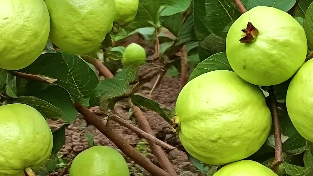 Grow Guava Tree Faster with These Simple Tips! #guava #fruittree