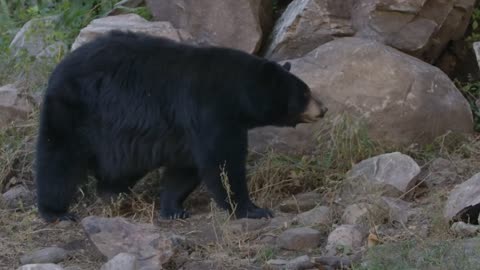 Black Bear Slow Motion Walking In The Forest