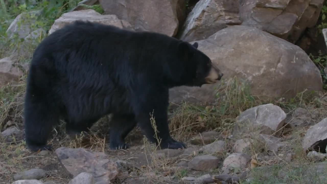 Black Bear Slow Motion Walking In The Forest