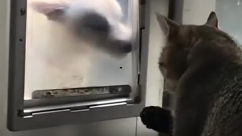 Funny animals 🤣 p8