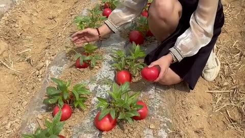 See this is china tomato