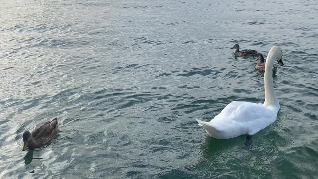 Lac Léman Genève