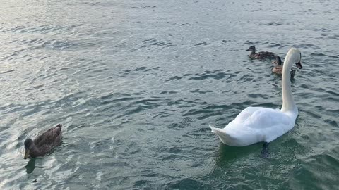 Lac Léman Genève