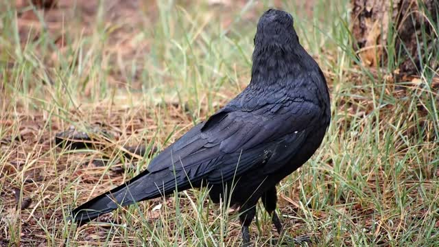 Raven Feeding While on the Ground video