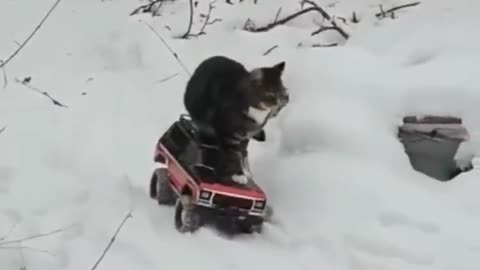 2024 funny Animals.