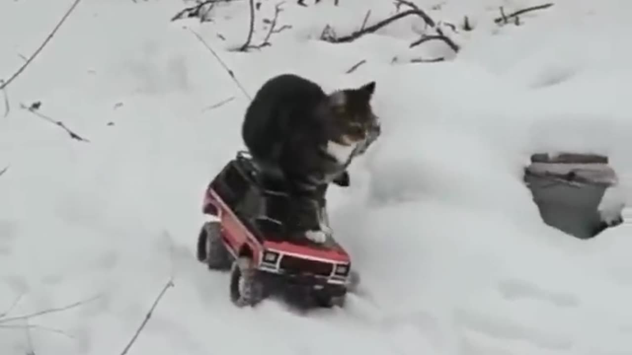 2024 funny Animals.