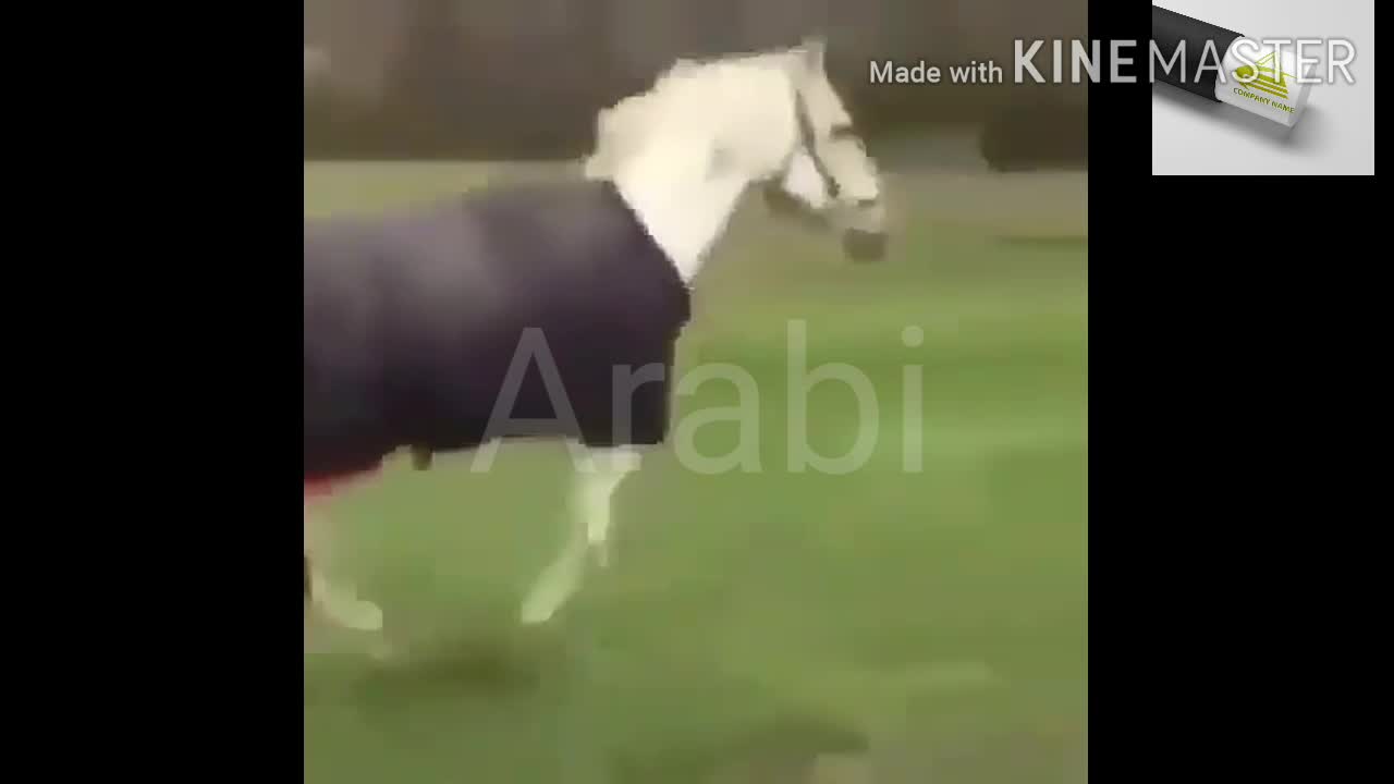 Most world animal video