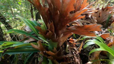 54 - Elk & Staghorn Fern Hunt Part 2
