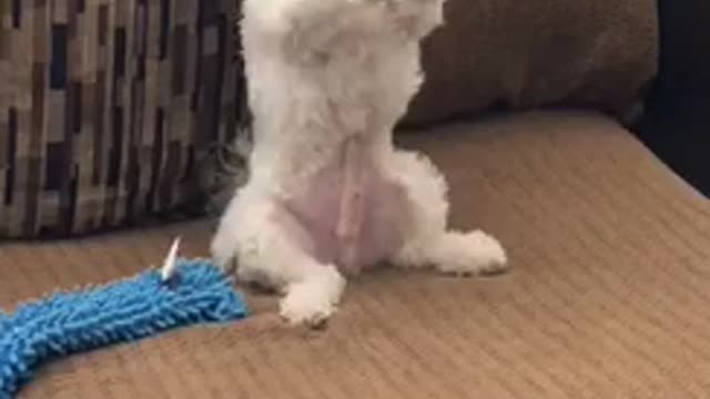 White dog begs for food on red couch