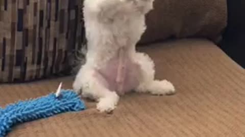 White dog begs for food on red couch