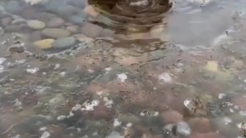 Cute dog is drinking water