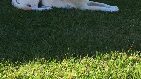My boy Nikko
