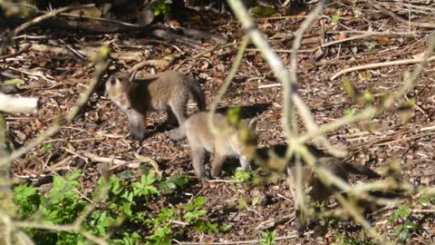 Fox and cubs playing
